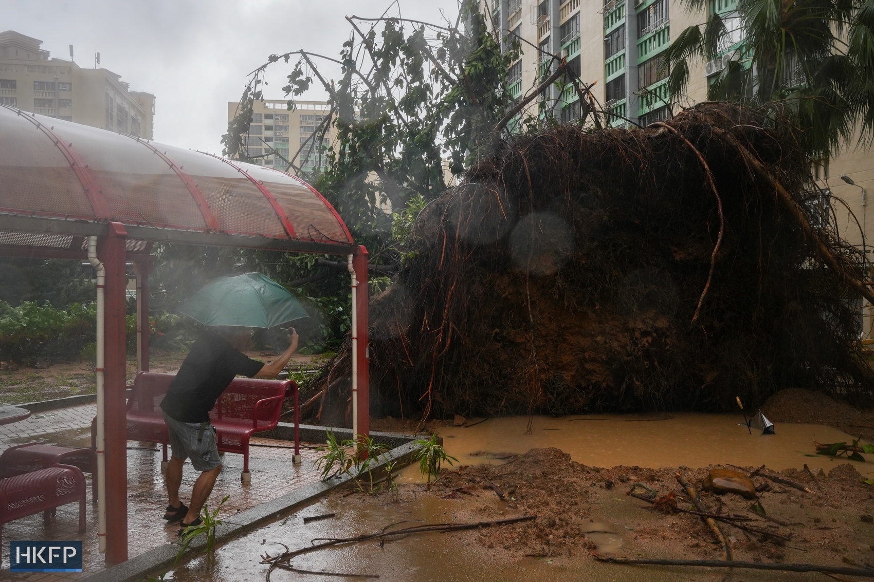 Hong - A massive uprooted tree in a public housing estate, damaged ...