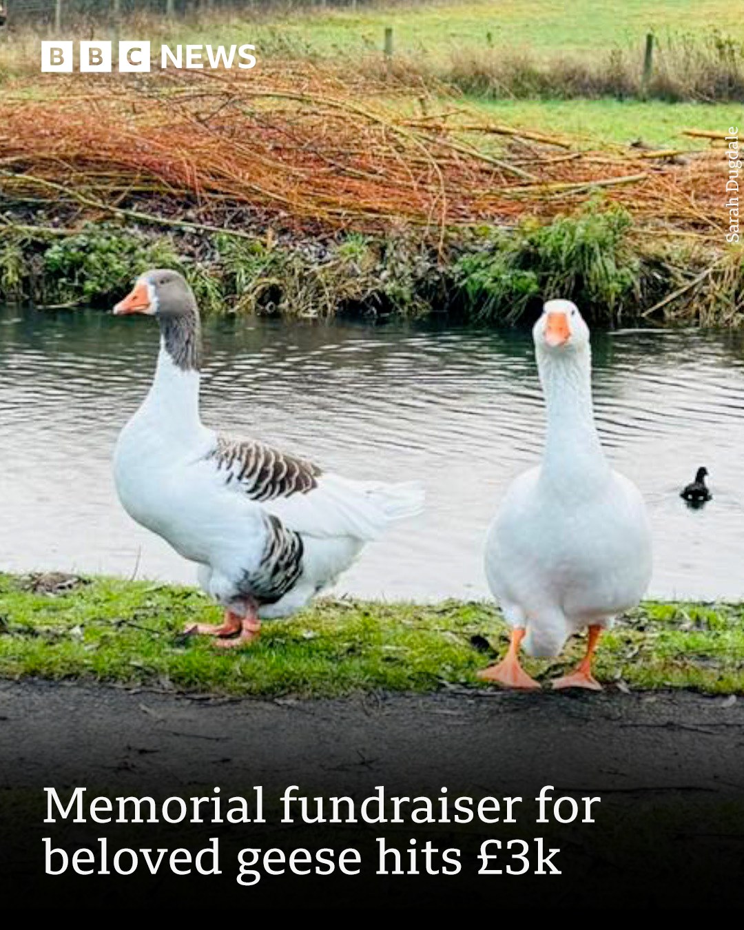BBC - Poor George and Mildred 😢 The popular geese have died after being ...