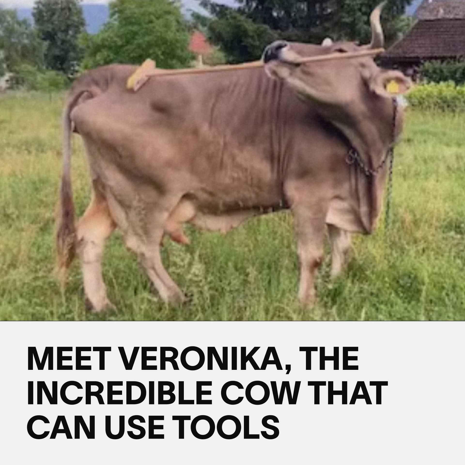 VICE - Veronika is a dairy cow who lives as a pet in a quaint Austrian ...