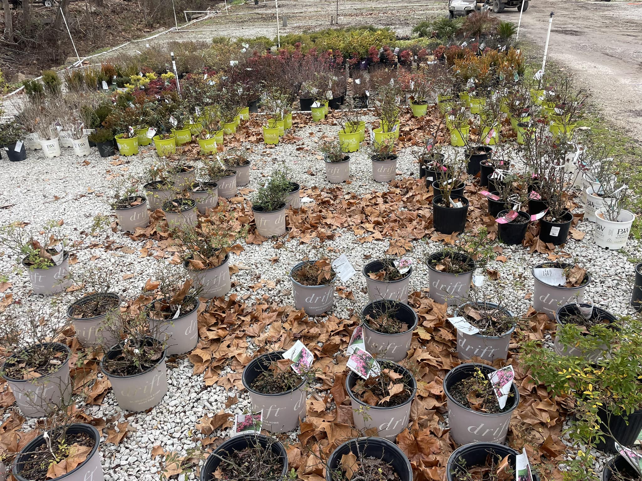 Four - $5 per plant!!! Knockout roses, drift roses, nandina, spirea ...