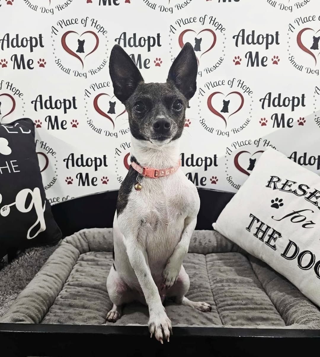 A Place - *LOCAL ADOPTION ONLY - Within a one hour drive to Pensacola ...