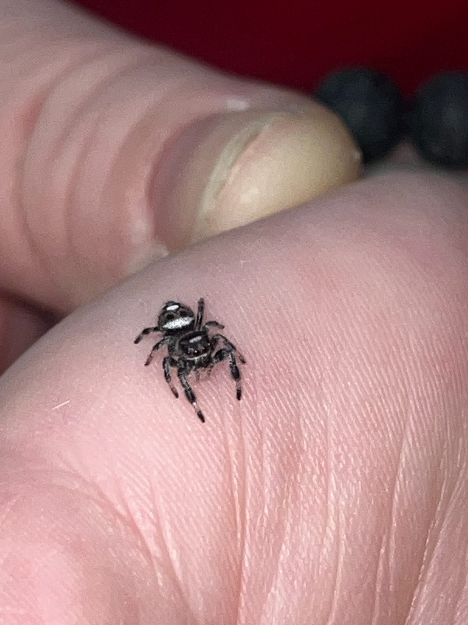 Is my baby jumping spider a regal and can I tell its sex?
