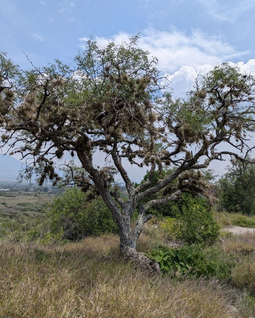 This cactus species (Myrtillocactus schenckii) is often found