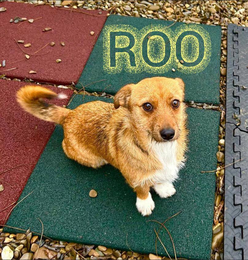 Sadies - Beautiful Roo has so lovingly been sponsored & named after ...