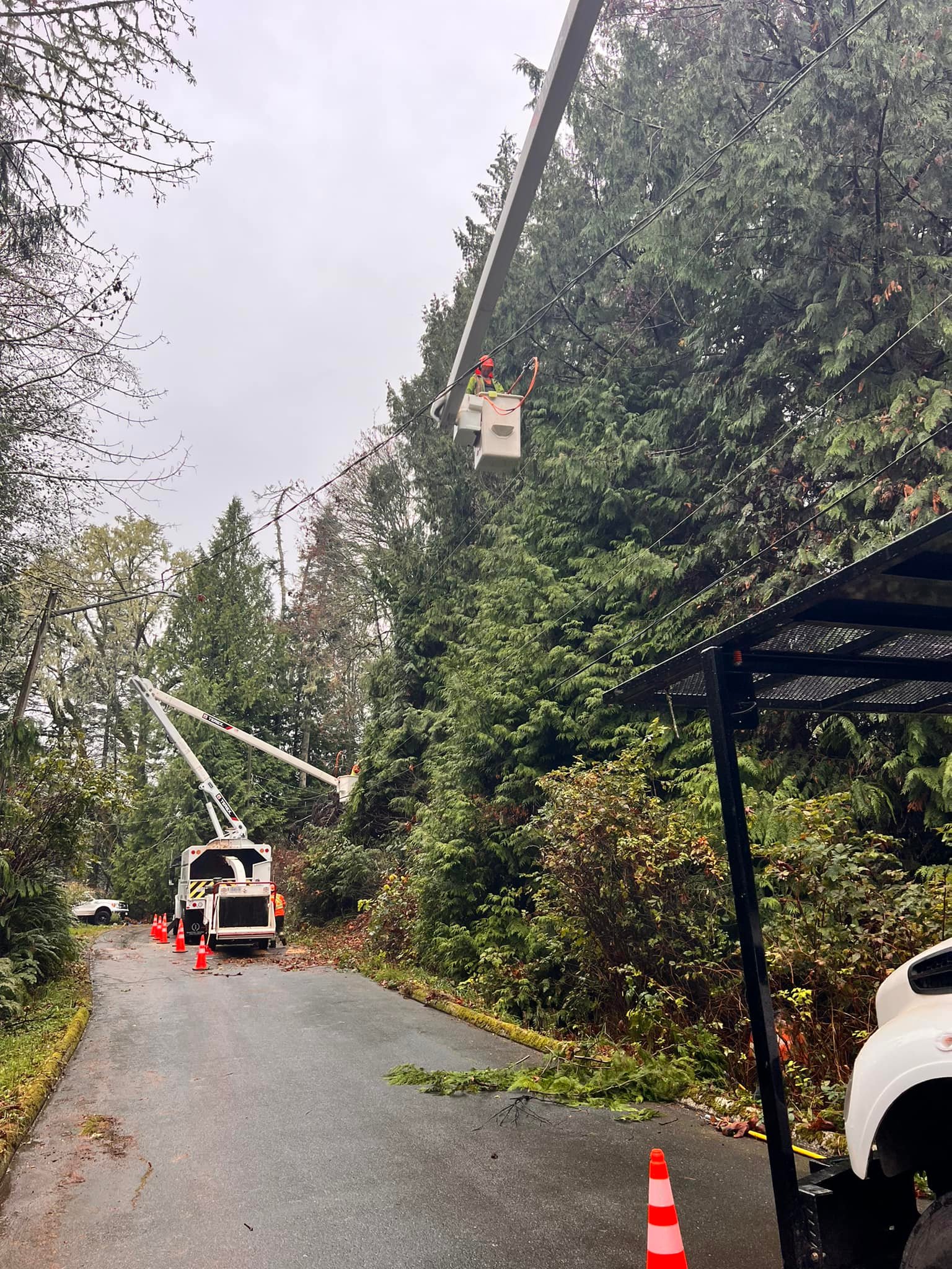 VI Tree Service | Nanaimo BC
