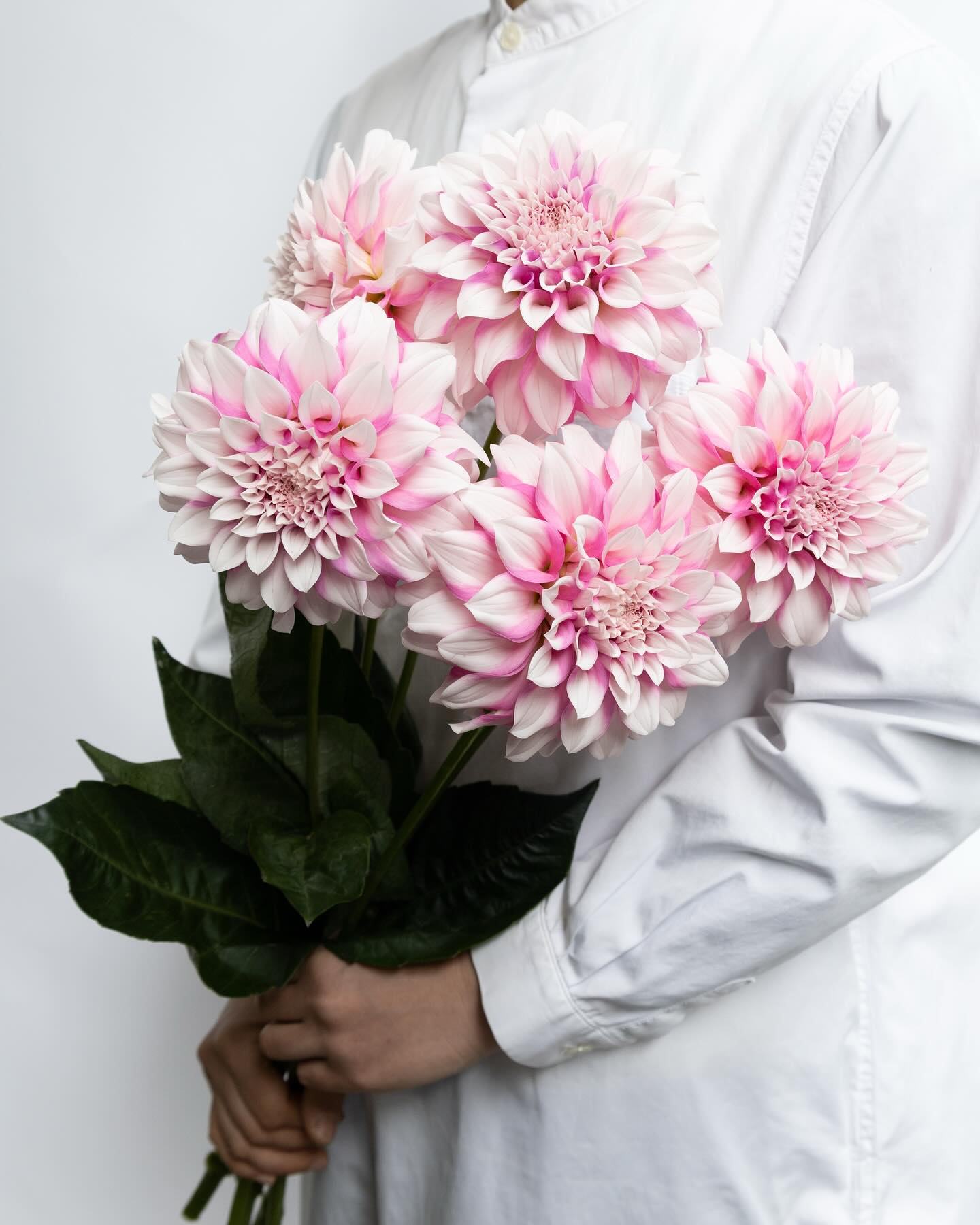 Dahlia pinnata 'Silky Pink' ダリア シルキーピンク 愛知県