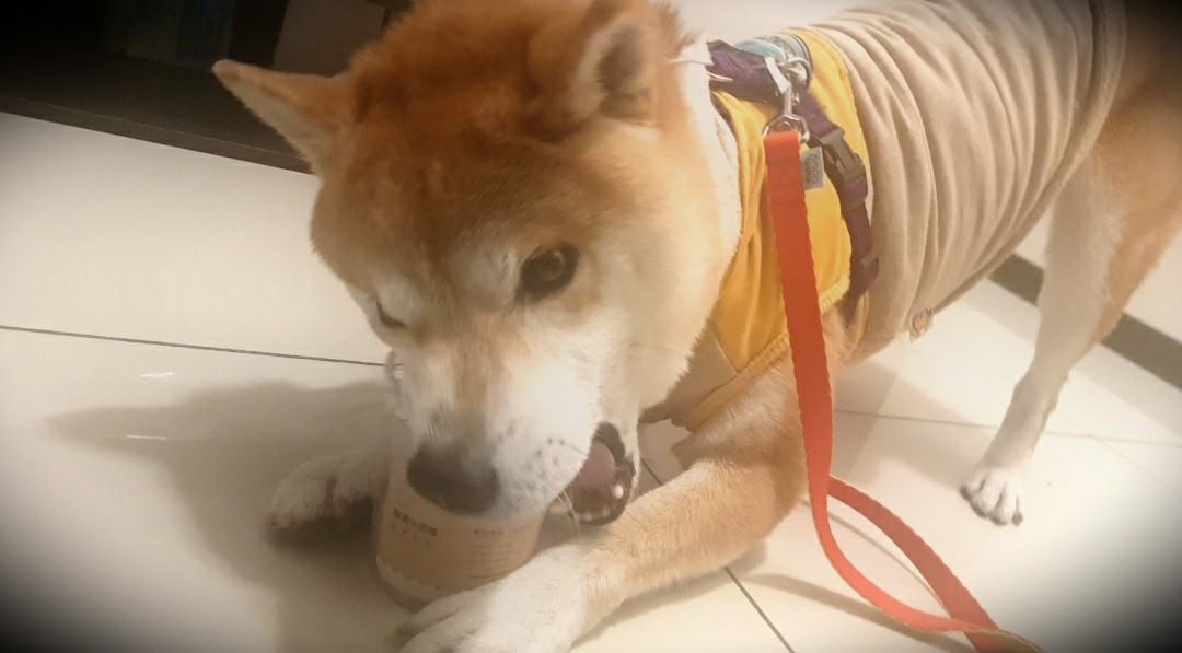 柴犬Q將 - 今晚雨終於停了！ 下了快一個禮拜的雨 戶外的氣味都被雨洗過 Pu將再度開始對戶外一切感到緊張...