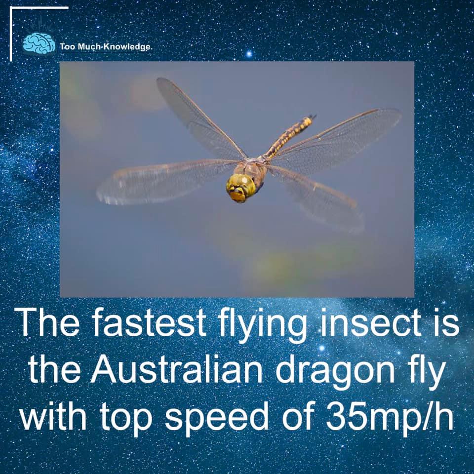 The fastest flying insect in the... - Too Much Knowledge