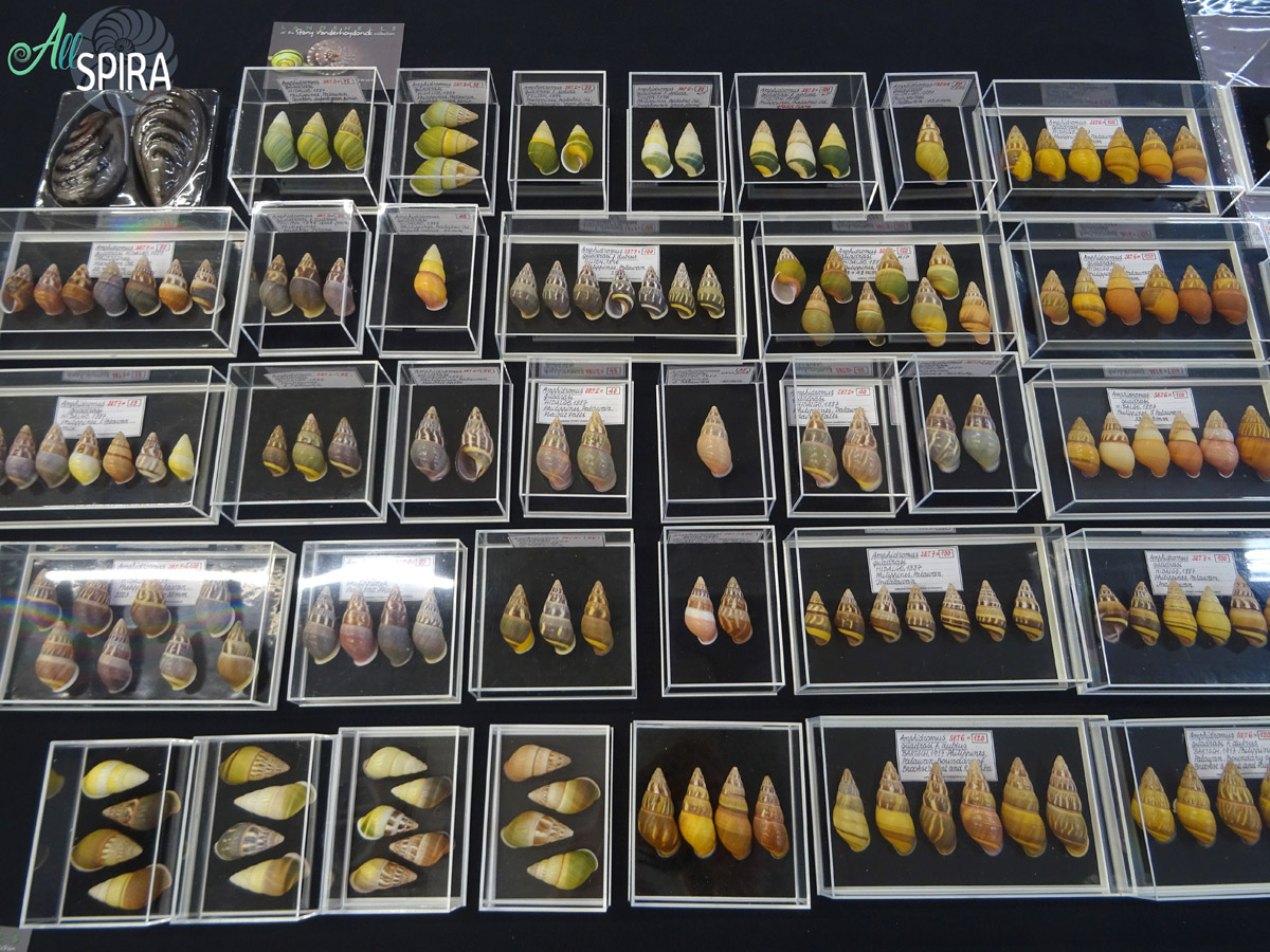 Allspira - 34th International Shell Show in Antwerp (Belgium) May 2025 ...