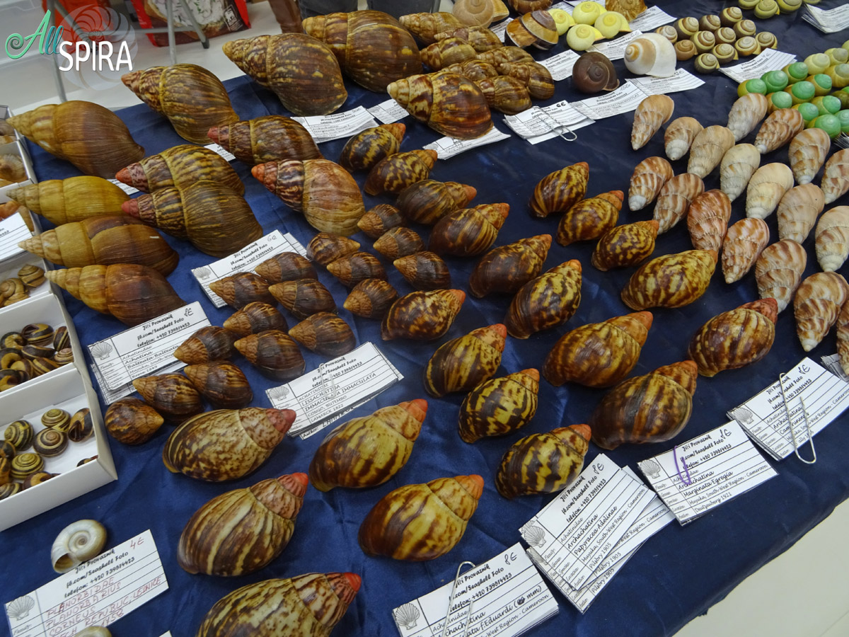 Allspira - 34th International Shell Show in Antwerp (Belgium) May 2025 ...