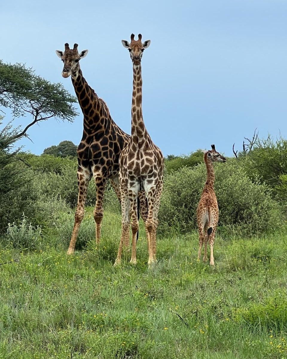 Kudus - 🦒 Majestic Giraffes at Kudus Rest Lodge 🌿 One of the true ...