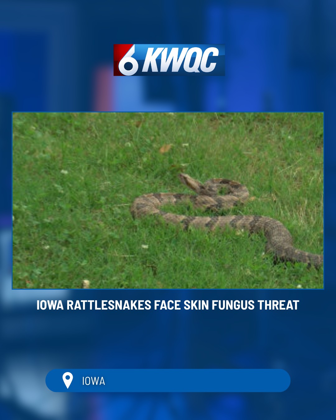 KWQC - The DNR is actively tagging infected snakes to monitor the ...