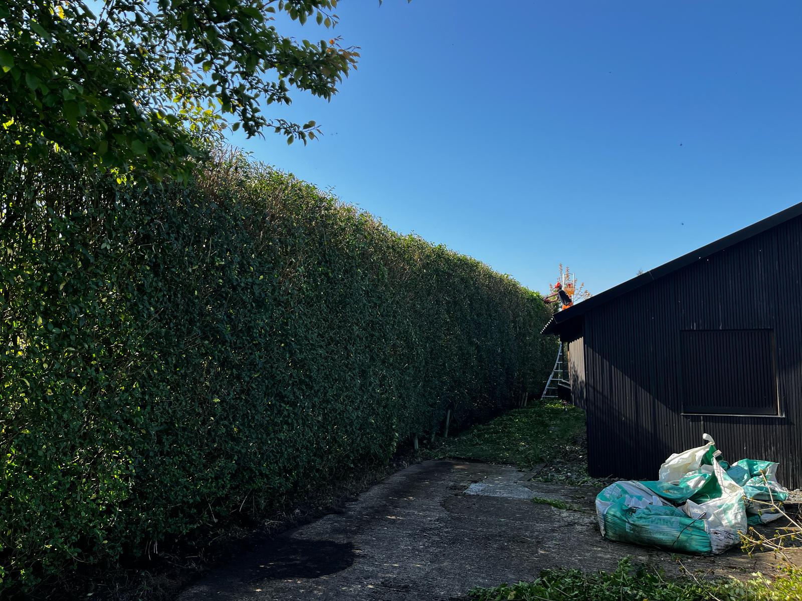 Tree Pro Ltd | Maidstone