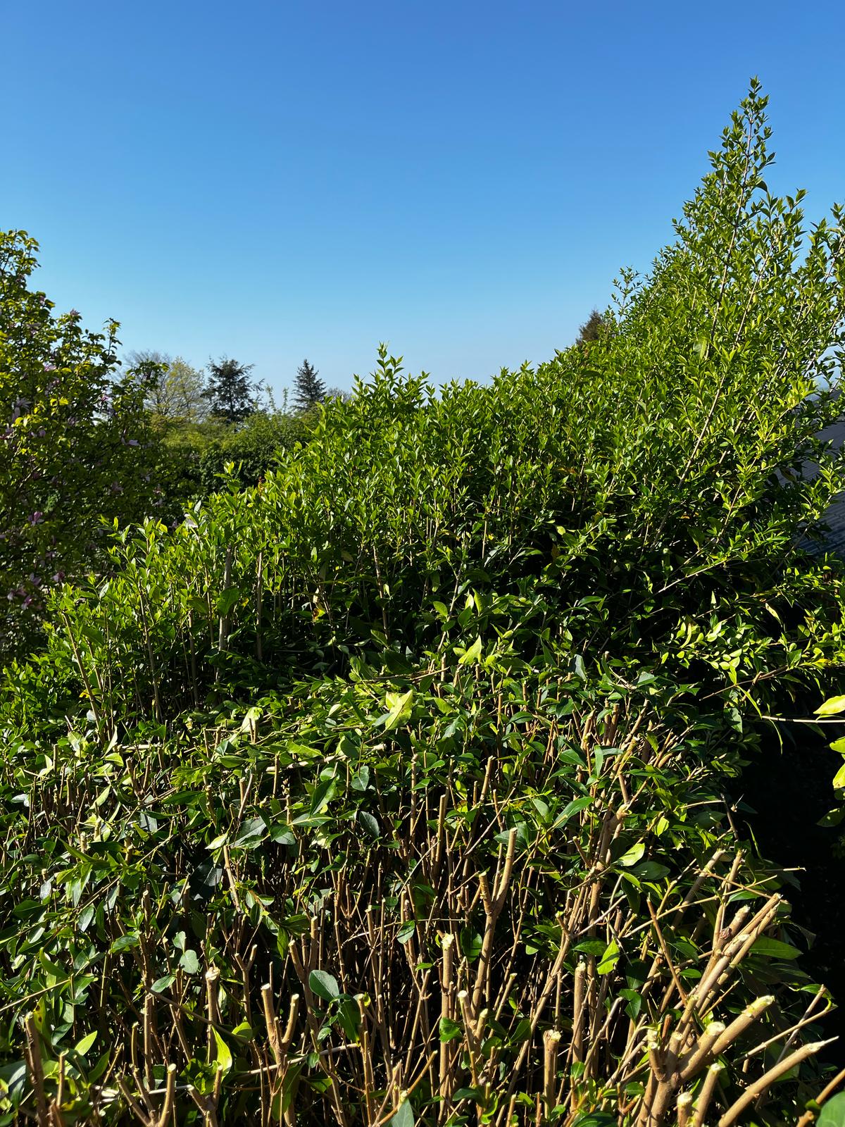 Tree Pro Ltd | Maidstone