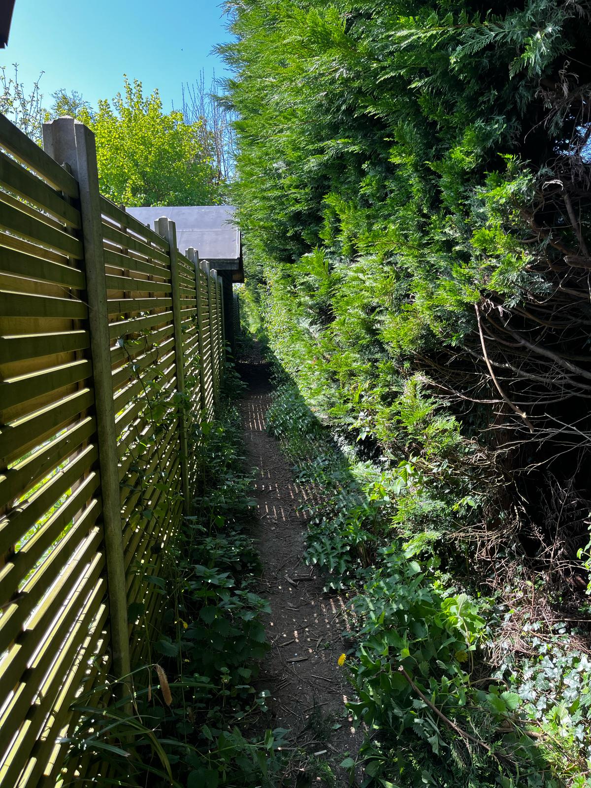 Tree Pro Ltd | Maidstone