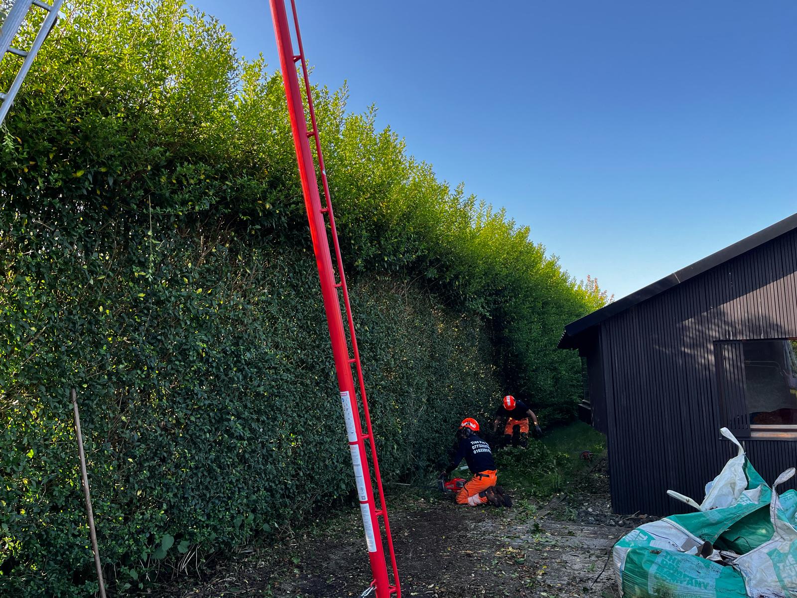 Tree Pro Ltd | Maidstone