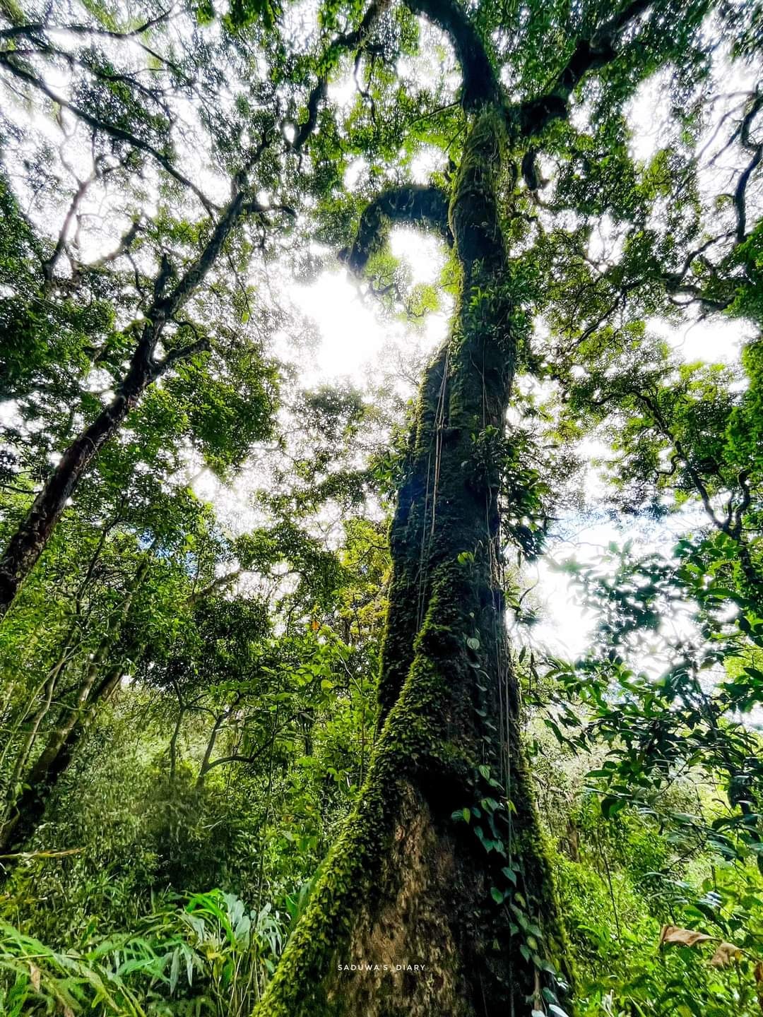 Knuckles tree varieties🌴... - Sri Lankan Heritage - අපේ උරුමය | Facebook