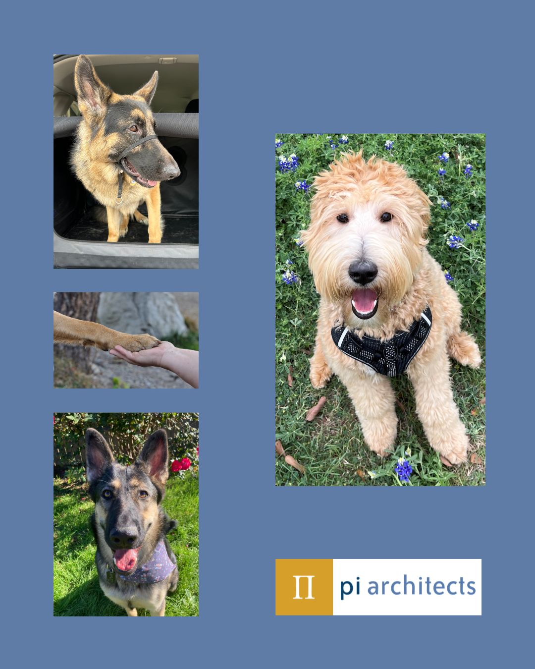 Pi Architects - Dog Therapy Appreciation Day! Our Pi pets... | Facebook
