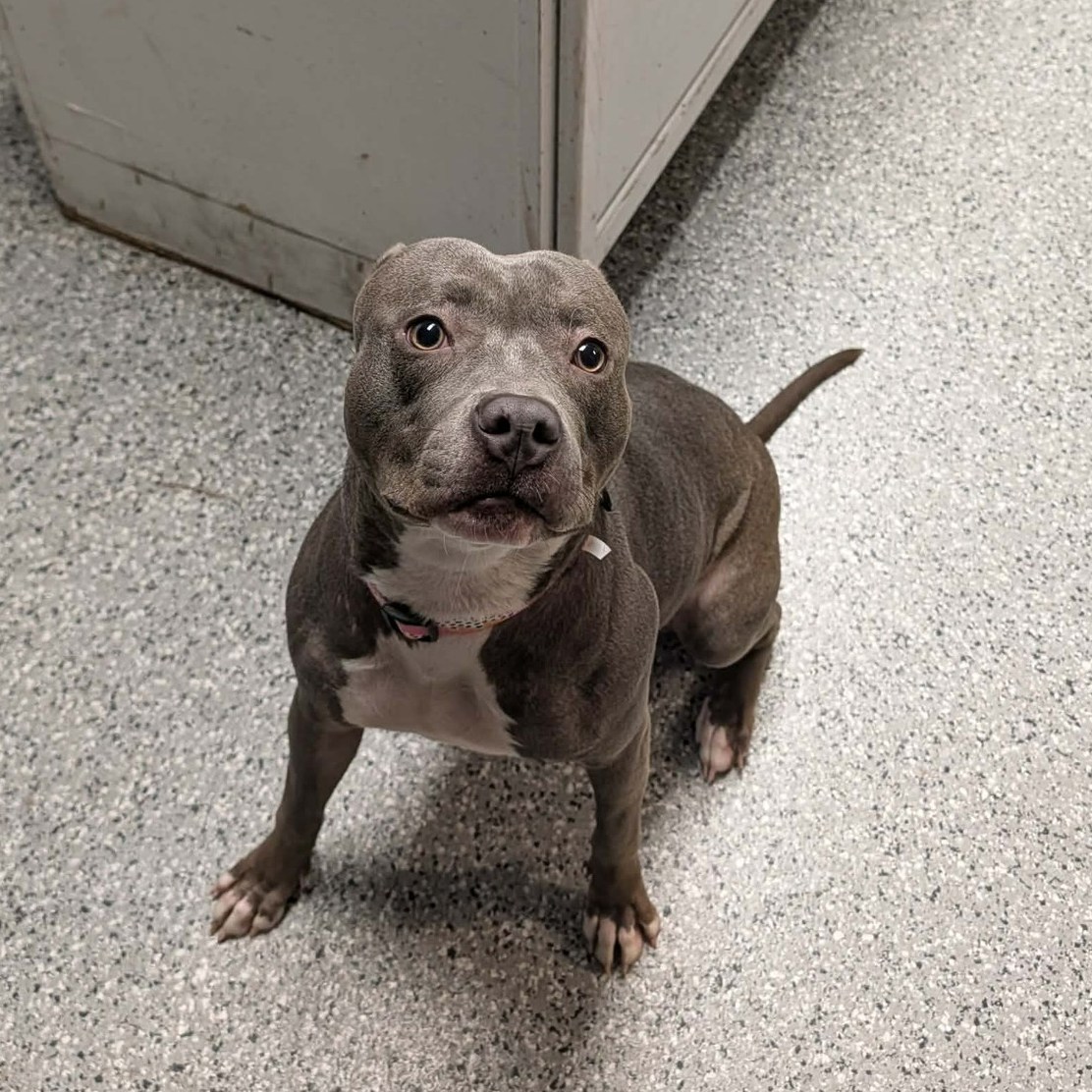 It's a Pittie Rescue added a new photo. - It's a Pittie Rescue