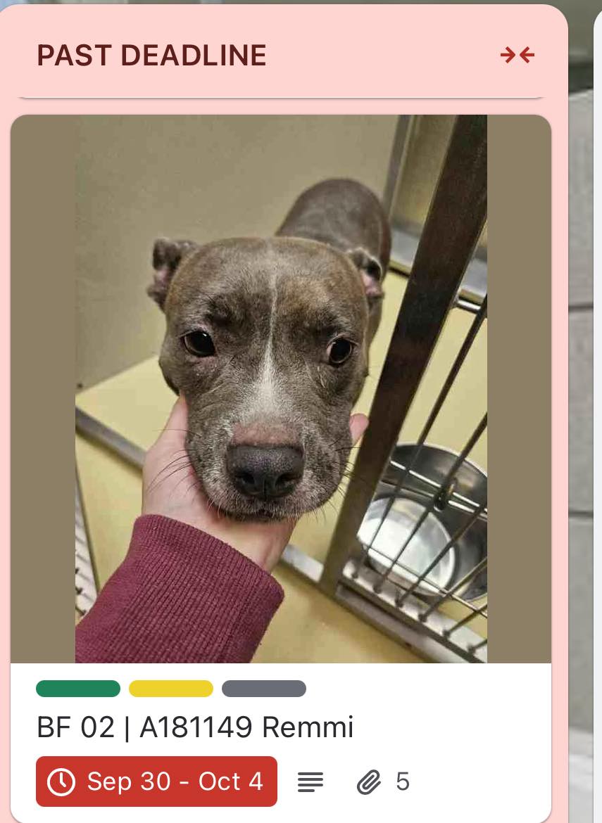 Beauties - AVAILABLE FOR DIRECT ADOPTION OR RESCUE PULL This sweet ...