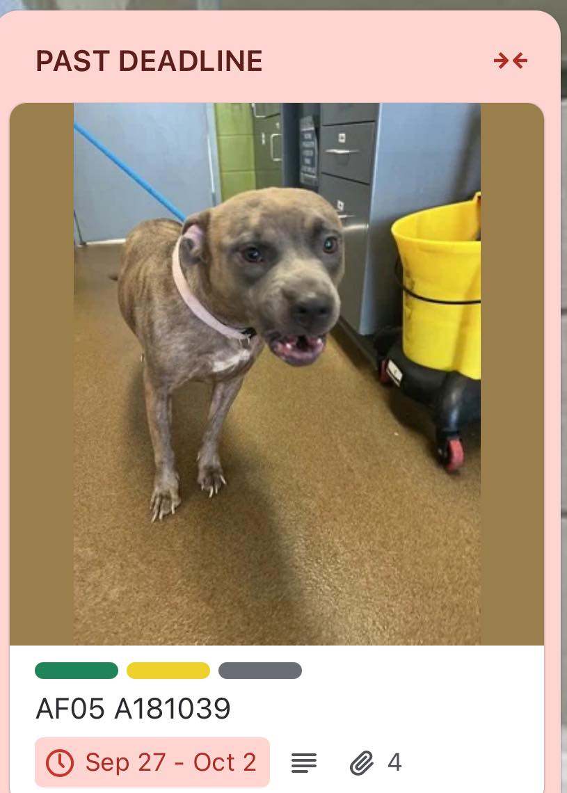 Beauties - AVAILABLE FOR DIRECT ADOPTION OR RESCUE PULL Lovable girl ...