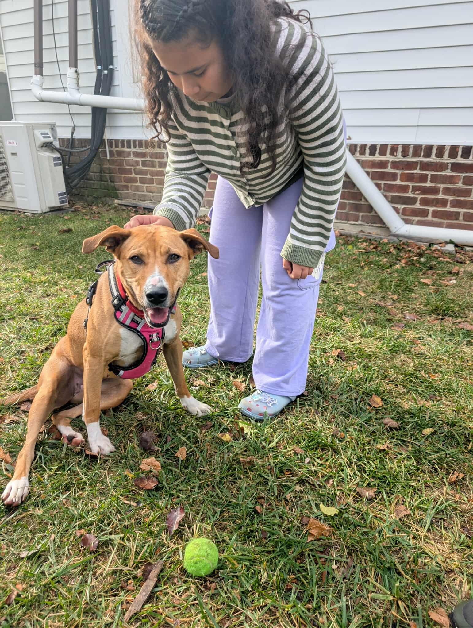 Rescue Me WV - 💗 Lucy Lou 💗2 years old •Available for... | Facebook