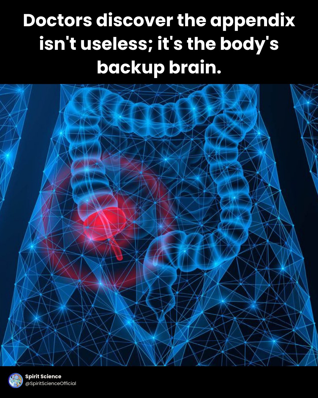 Spirit - Doctors discover the appendix isn’t useless; it’s the body’s ...