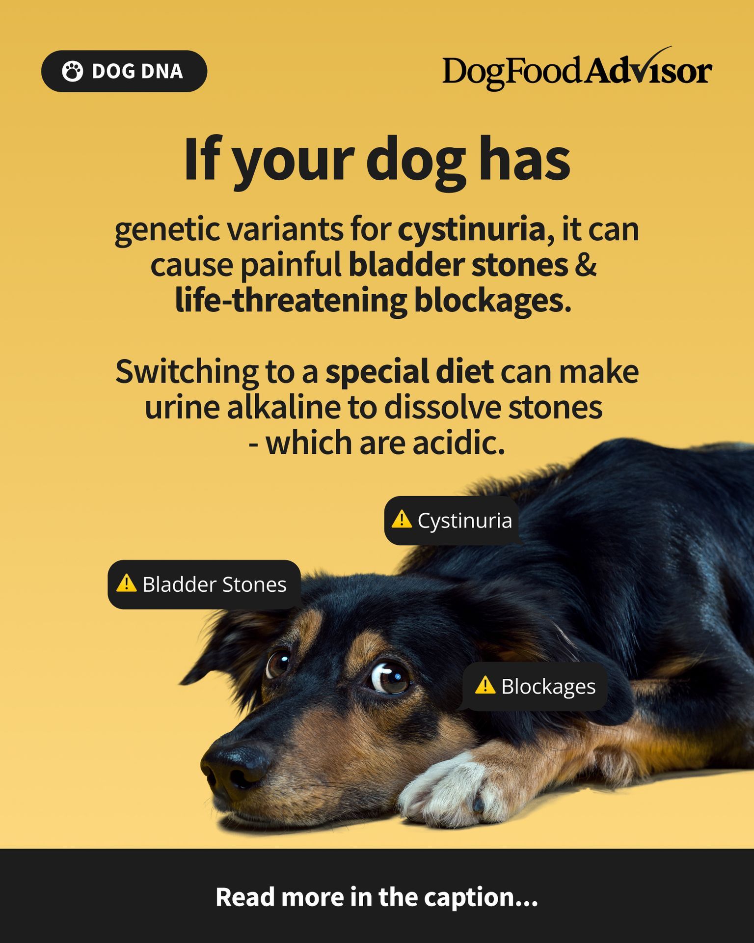 Dog - Cystinuria causes sharp crystals in your dog’s pee. Left ...