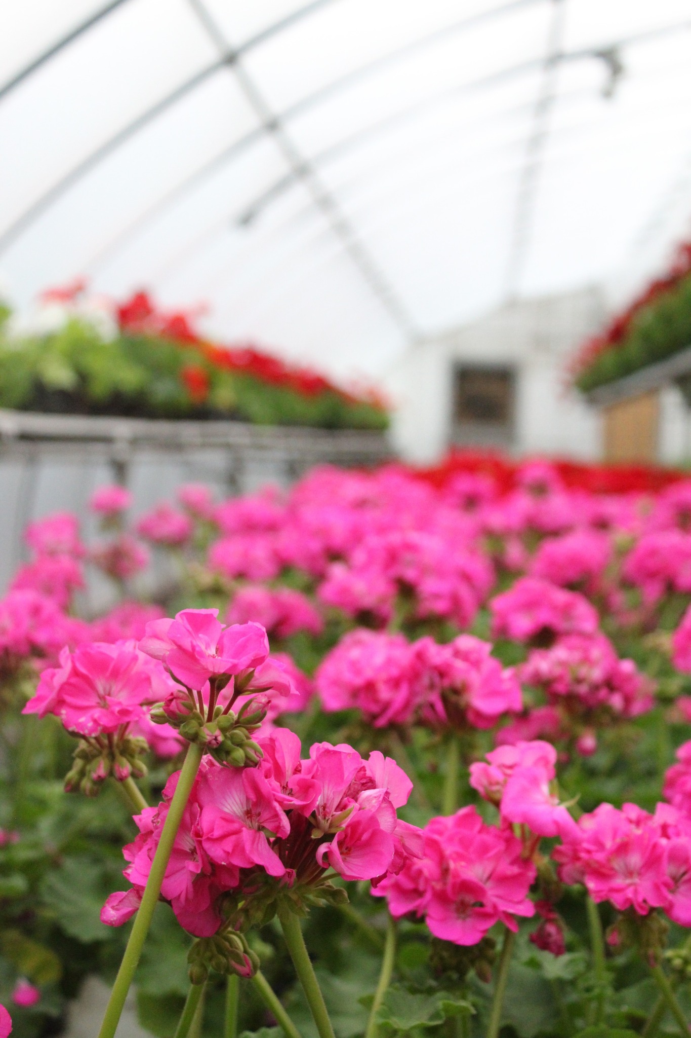 Vern Goers Greenhouse Inc