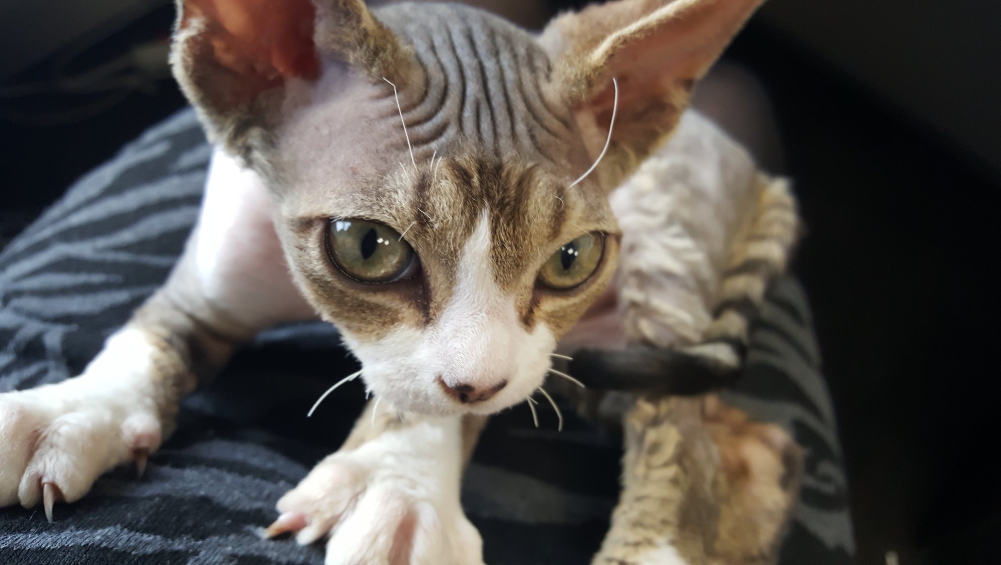 Rexellent Devon Rex Cattery