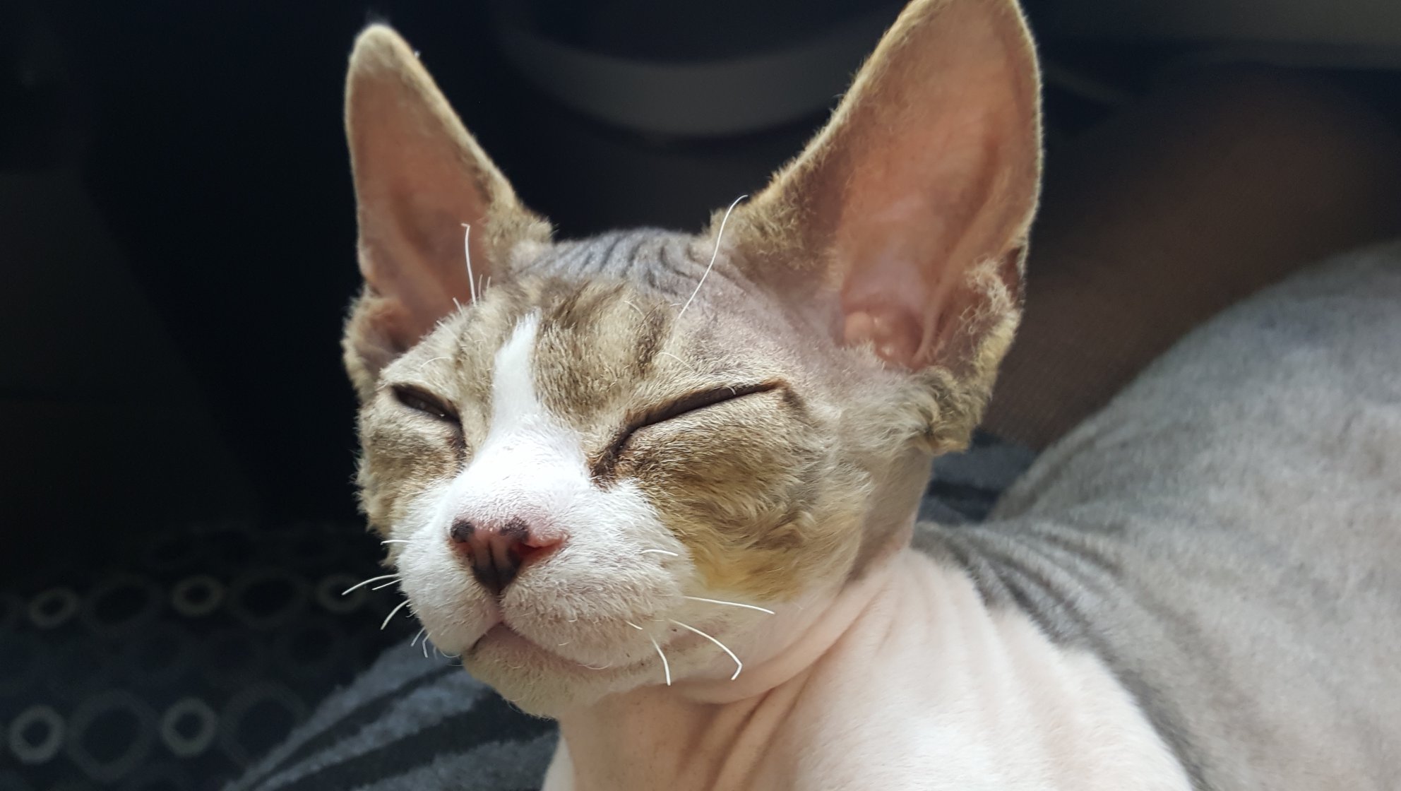 Rexellent Devon Rex Cattery