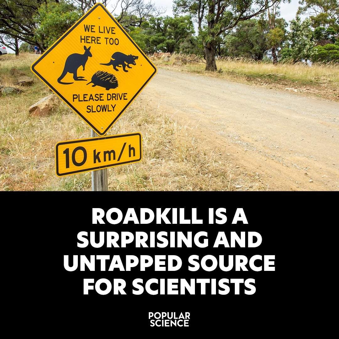 Popular - Studying roadkill has even identified species “previously ...