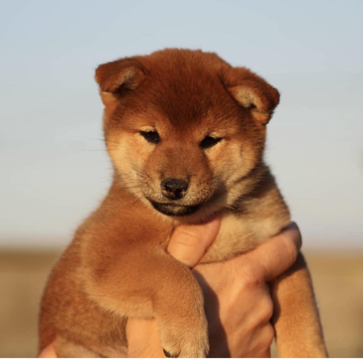 élevage De Percyval Elevage De Shiba Inu