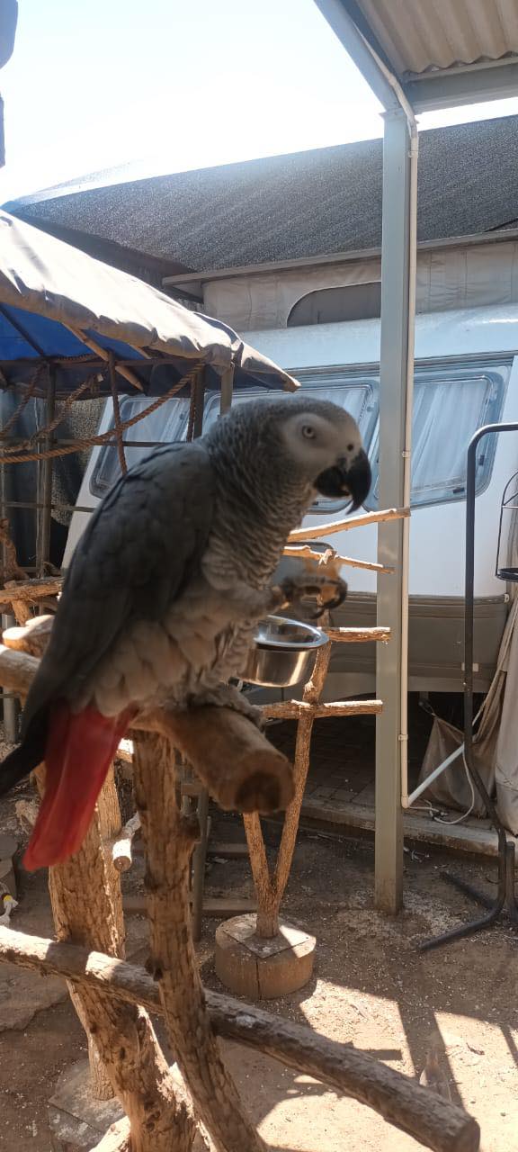 Brainy... - Brainy Birds - Parrot Rescue and Rehabilitation