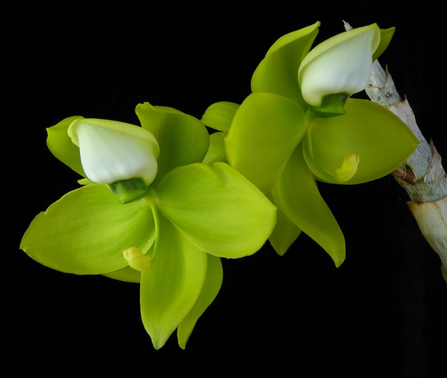 Cycnoches Mass Confusion** (chlorochilon 'Giant Swan' x