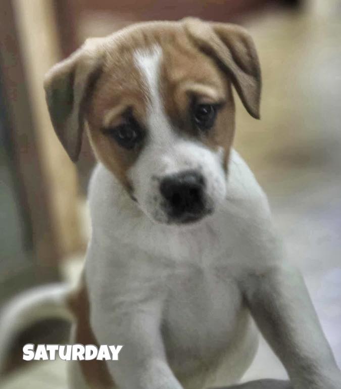 UPDATE: ADOPTED! 🏡 🐶☀️ Forecast... - Manitoba Animal Alliance | Facebook