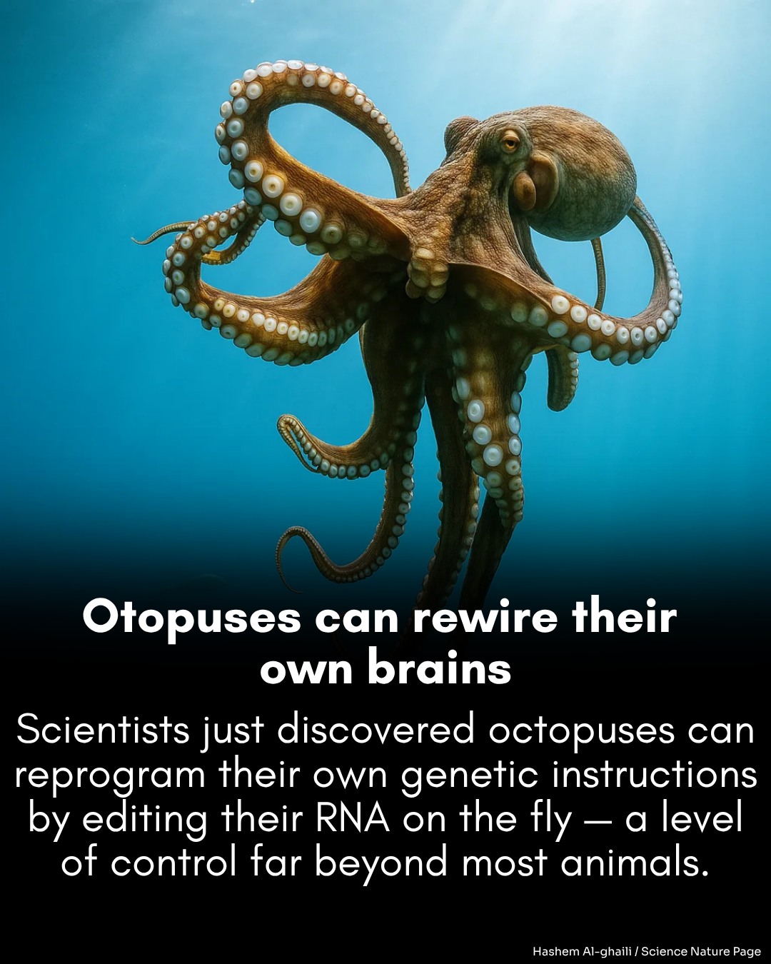 Octopuses can rewire their brains in... - Hashem Al-Ghaili | Facebook