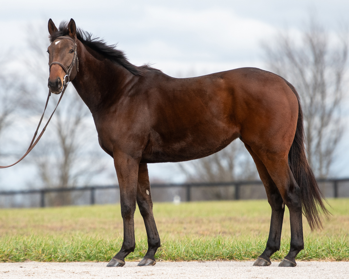 New Vocations... - New Vocations Racehorse Adoption Program