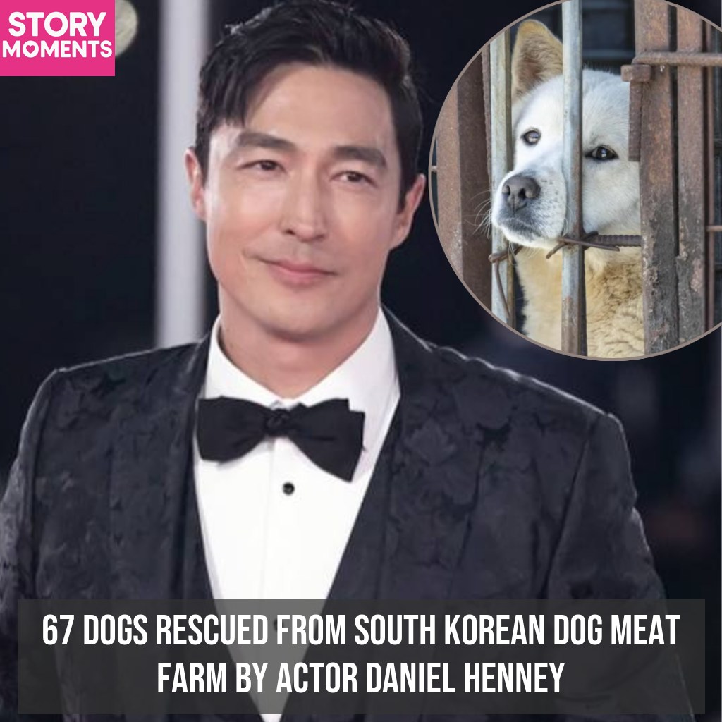 Fabiosa - When 67 dogs were found trapped in a dog meat farm in South ...