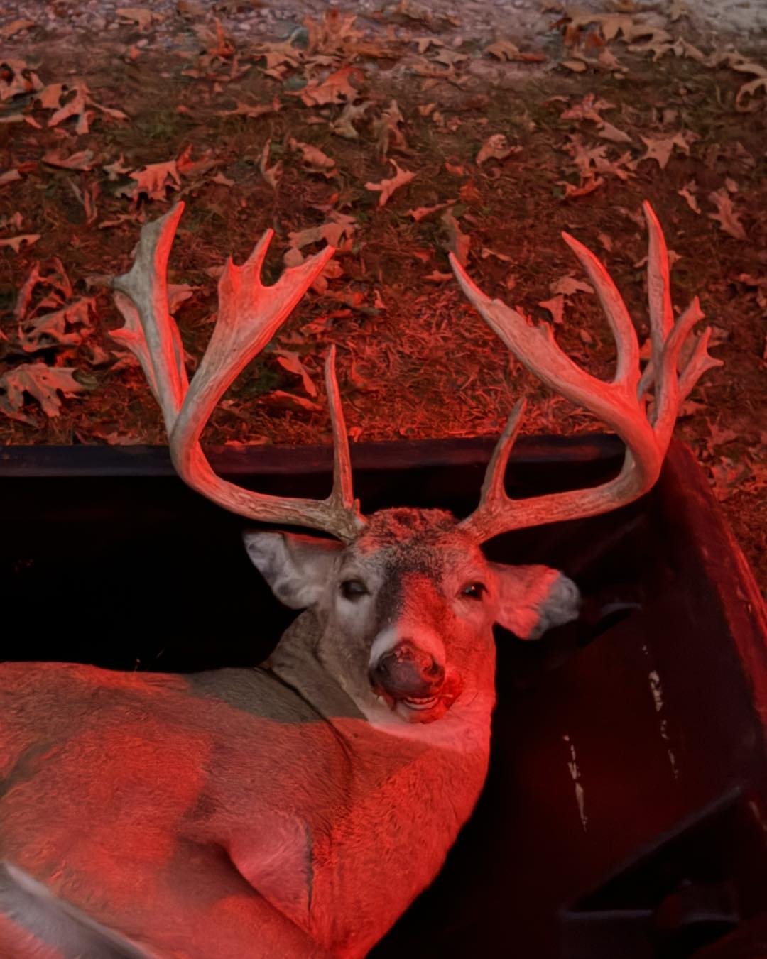 Cedar - Red light therapy #deer #hunt #whitetails | Facebook