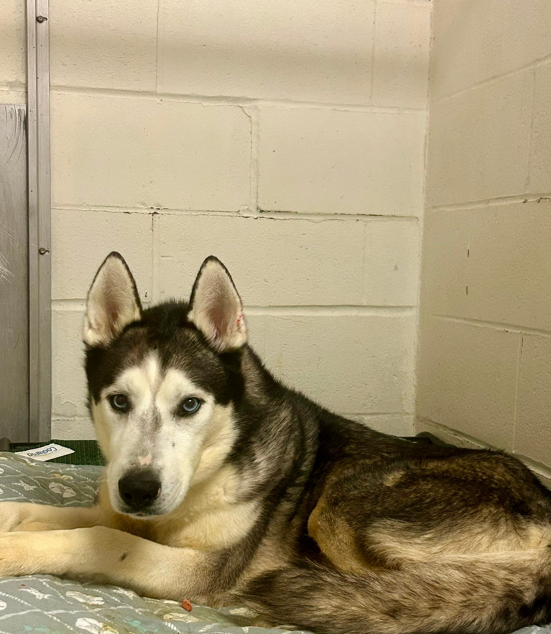 We need your help! This beautiful, male Husky was found wandering