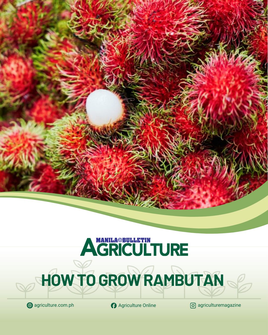 Agriculture - #FromTheArchives: Rambutan is a red oval-shaped fruit ...