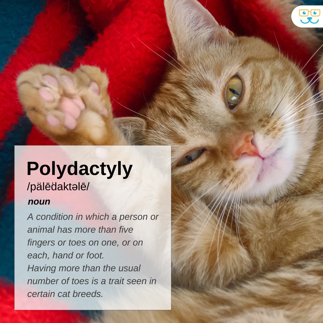 Picture of Country - Explore the marvel of Polydactyly, where certain cat breeds ...