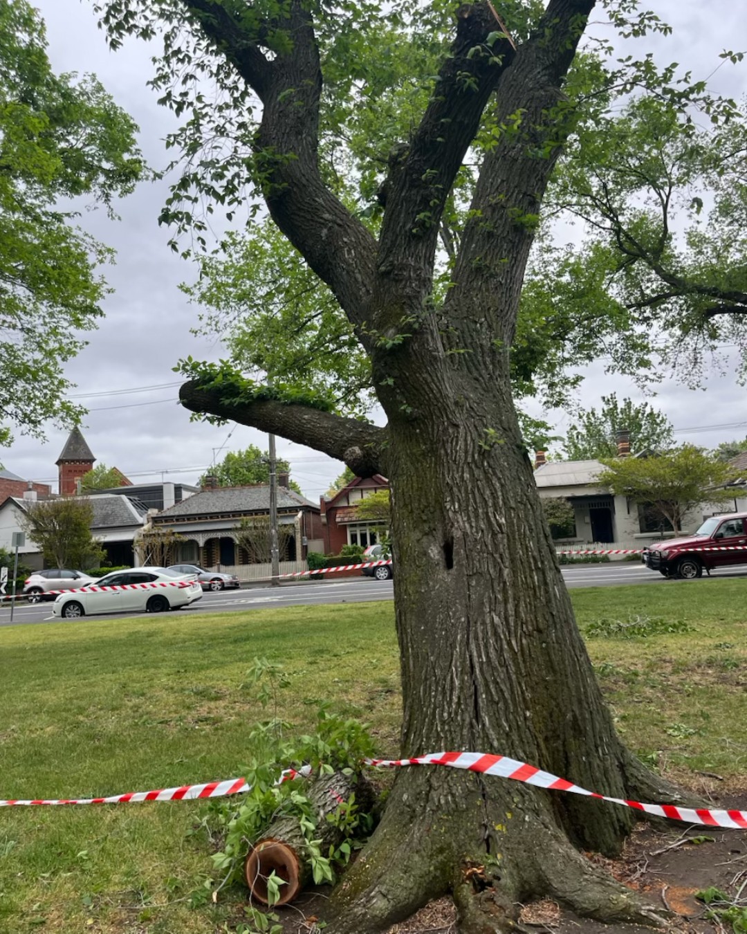 Yarra - Splitting up is never easy 💔 Two elm trees in Darling Gardens ...