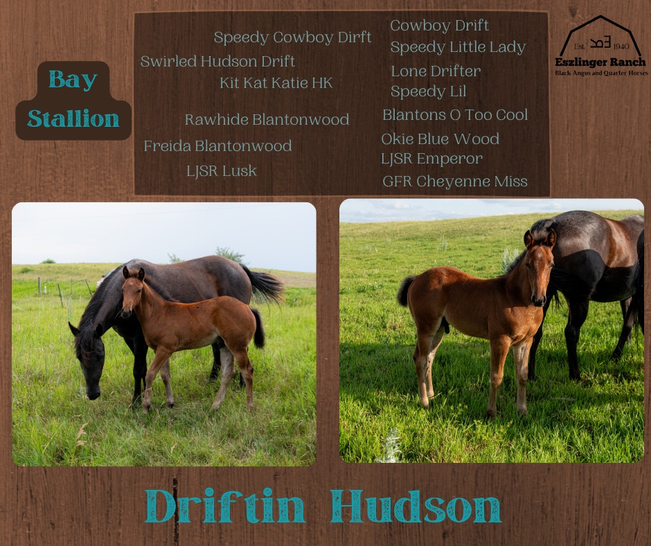 Eszlinger Ranch Black Angus and Quarter Horses