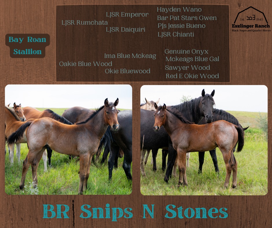 Eszlinger Ranch Black Angus and Quarter Horses
