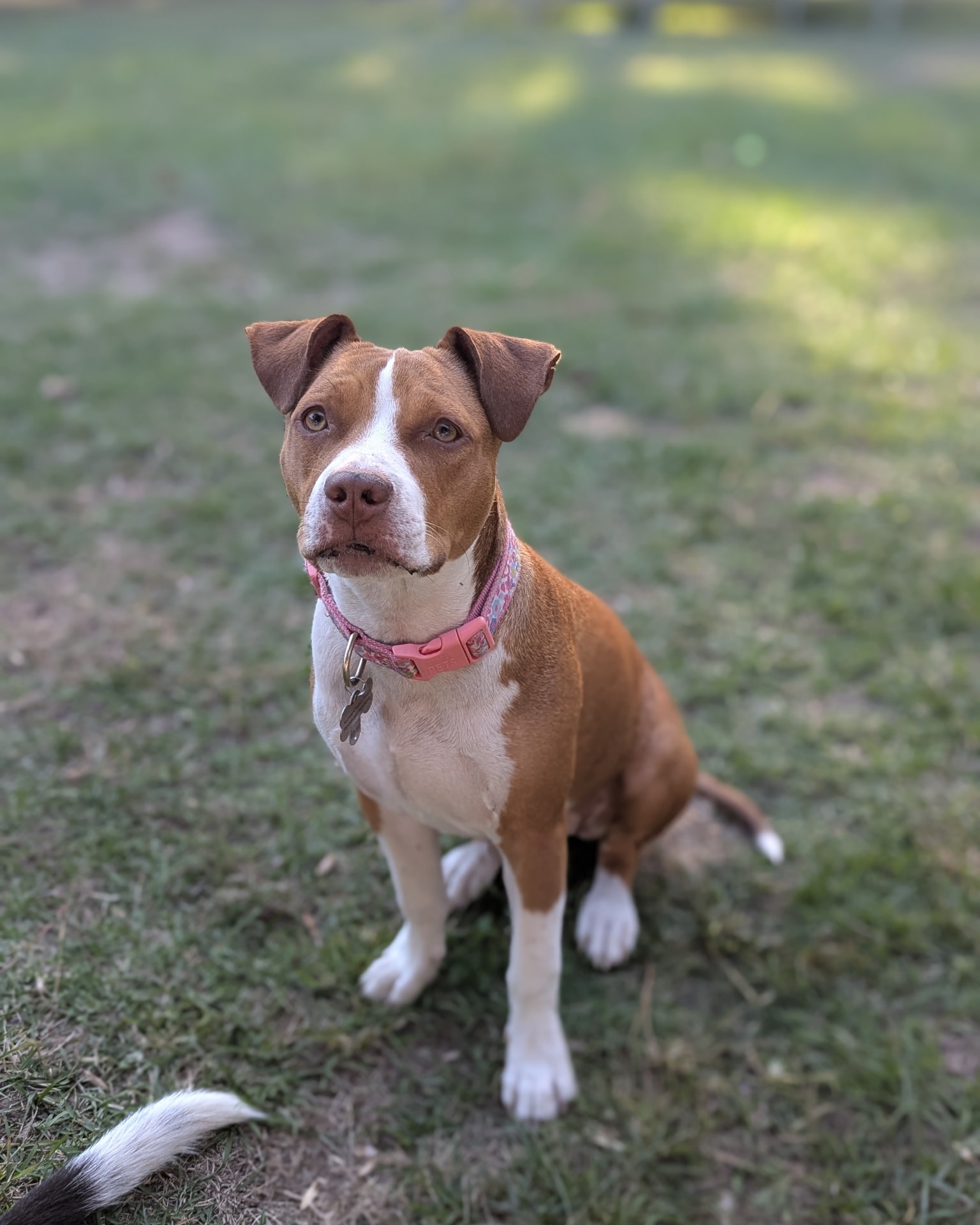 Mango is... - Second Chance Ranch Rescue and Sanctuary | Facebook