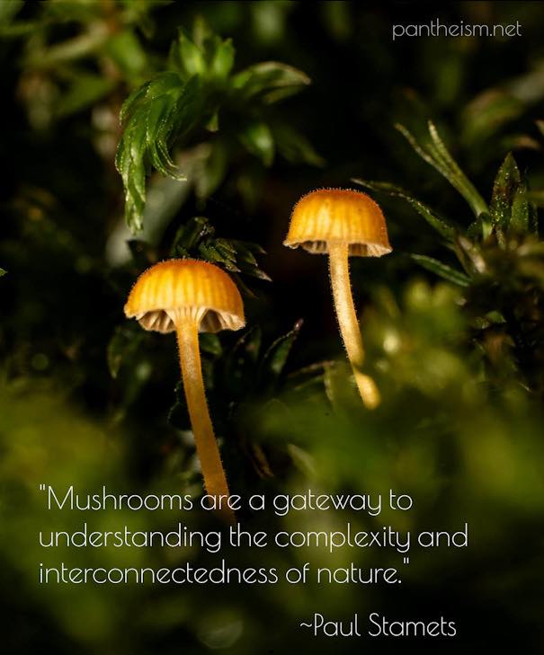 Pantheism - “In the wake of catastrophes, fungal diversity helps ...