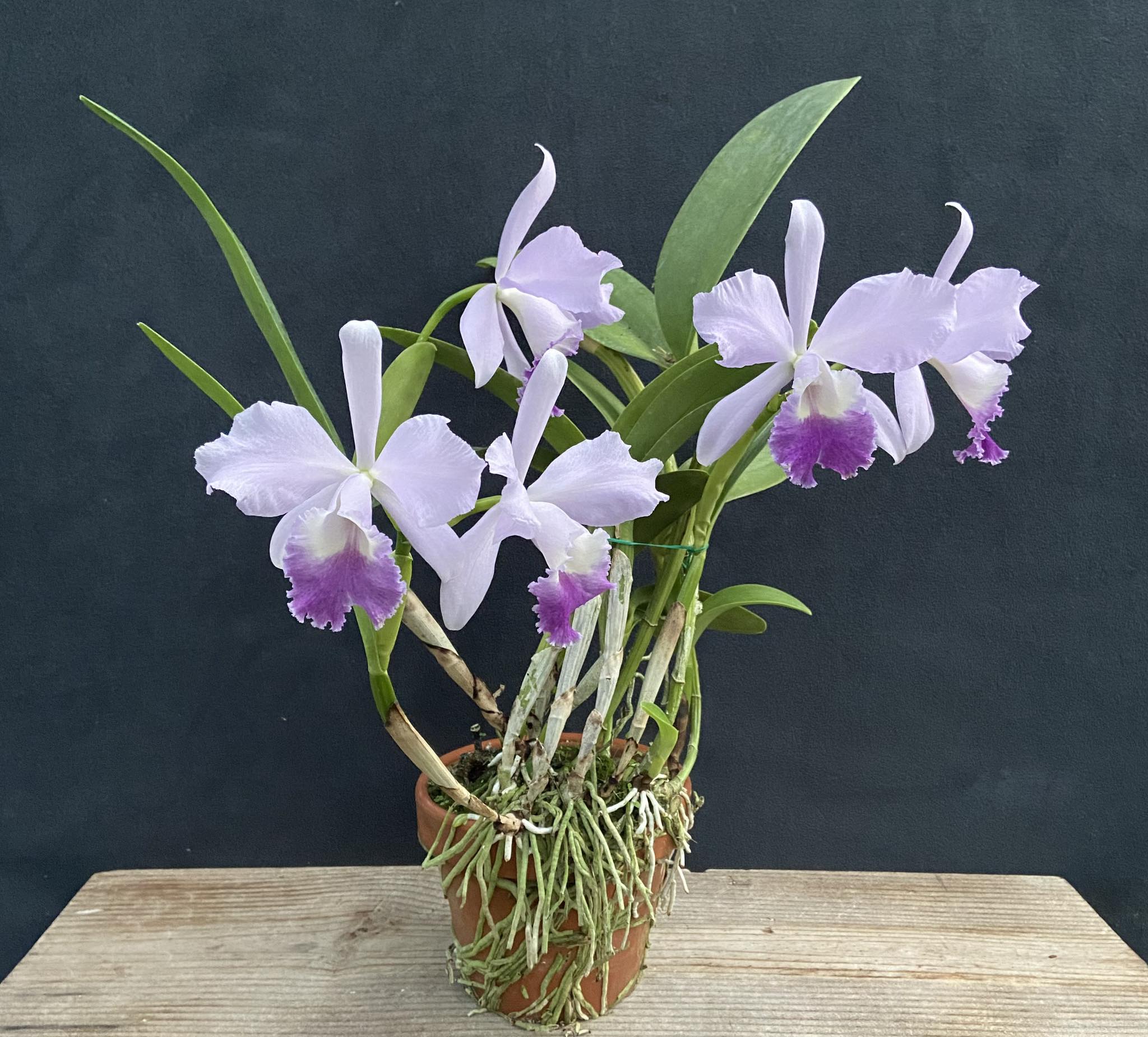 Blc Grezaffi's Blue 'Joe' orchid from Melbourne, Florida