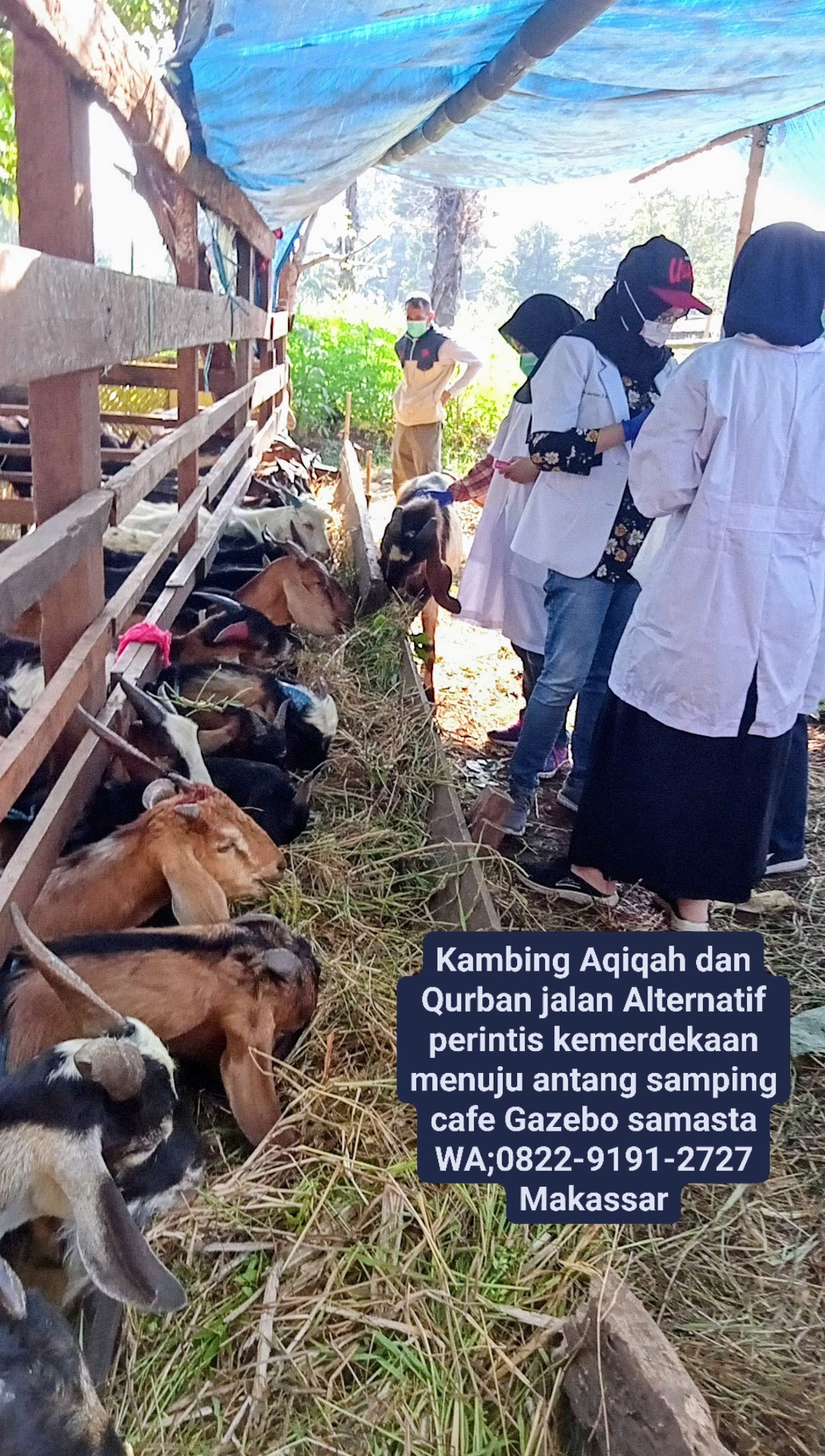 Kambing Sulawesi | Makassar